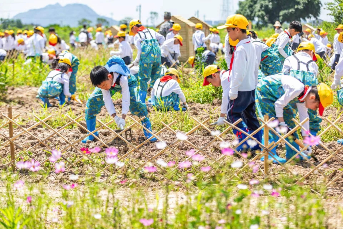 龙湾区第二小学教育集团:体验农耕文化 感受劳动乐趣